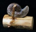 Hoploscaphites Ammonite With Custom Base - SD #16258-4